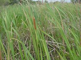 Image result for Typha capensis