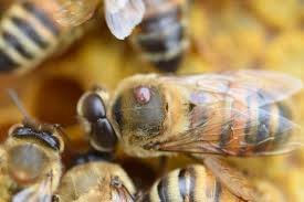 As such, varroa mites have been considered as a possible cause of ccd, though not all dying colonies contain these mites. Un Glucometre Pour Analyser Le Sucre Du Sang Des Abeilles Parasitees Par Une Mite Udemnouvelles