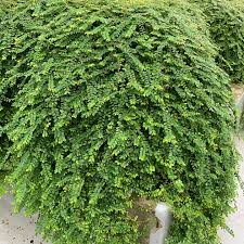 Image result for Phyllanthus confusus
