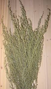 Check spelling or type a new query. Dried Artemesia Artemisia Silver King Wormwood