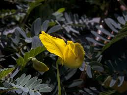 Image result for Aeschynomene multicaulis