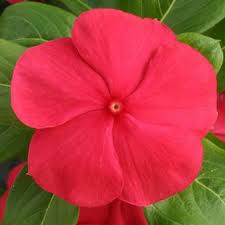 Vinca Cobra Red With Eye 100 Seeds Flower Seeds Vinca Seeds