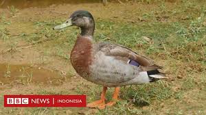 Search for ada american disabilities act with us. Pulau Terpencil Di Samudra Pasifik Berkabung Setelah Ditinggal Mati Bebek Paling Kesepian Di Dunia Bbc News Indonesia