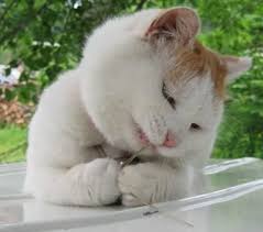 ボード 猫 のピン