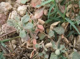 Image result for Glinus