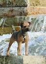 Border Terrier Puppies - Visit Puppy Love in Roanoke ...