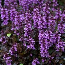 Image result for Ajuga