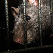 Ratten gehören in die kanalisation oder auf die müllhalde! Ratten Im Klo Kann Das Wirklich Passieren Wohnen
