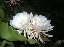 Pin On Flowers Cactus Flowers