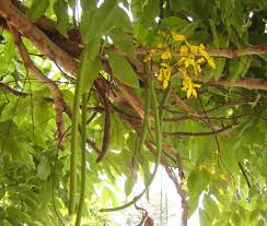 Ginkgo biloba, gingko, árbol de los cuarenta escudos o nogal del japón 1 es un árbol único en el mundo, sin parientes vivos. V E R D E C H A C O Lluvia De Oro