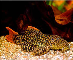 L114, lda007, demini leopard cactus pleco. Pseudacanthicus Cf Leopardus L 114 For Sale At Azgardens Com Since 1987