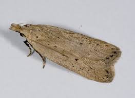 Image result for Nothris verbascella