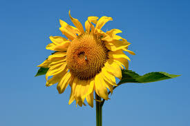 14 gambar bunga matahari senja yaitu tumbuhan semusim dari suku kenikir kenikiran asteraceae yang popular baik sebagai tanaman h bunga bunga matahari tanaman. Helianthus Wikipedia Bahasa Melayu Ensiklopedia Bebas