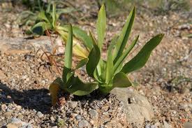 Image result for Drimia