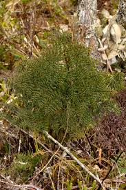 Image result for Cheilanthes quadripinnata