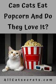 Can Cats Eat Popcorn And Do They Love It Cancatseat Popcornforcats Catcare Cats Cat Care Cat Seat