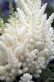 Astilbe Diamonds Pearls Blooms July Aug Need This For My Garden Garten Anpflanzen Blumen Stauden Garten