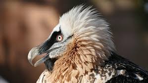 Eine sonderausgabe der zeitschrift „der falke wurde publiziert. Knochenbrecher Oder Kindstoter Bartgeier Ein Vogel Mit Speziellem Speiseplan Br Kinder Eure Startseite