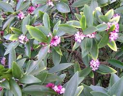 Image result for Thymelaeaceae