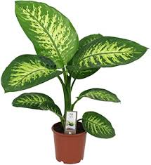 Dieffenbachia Plant Tropic Snow Air Purifying Indoor Houseplant Height 65 70cm Pot O 17cm Amazon Co Uk Garden Outdoors