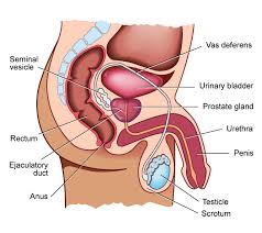 Image result for Radical Prostatectomy