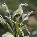 Image result for Gladiolus permeabilis