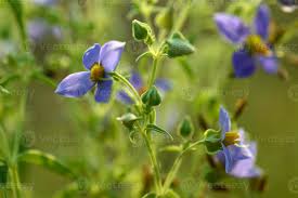 Check spelling or type a new query. Purple Violet Flowers With Grass On Blurry Green Background 2864275 Stock Photo At Vecteezy