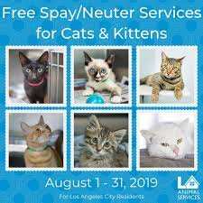 California Los Angeles Free Cat Spay Neuter Certificates La Animal Services Cats And Kittens Kittens Cats