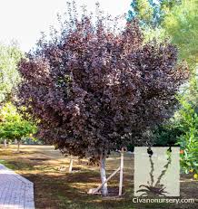 Check spelling or type a new query. Purple Leaf Plum Prunus Cerasifera Krauter Vesuvius Civano Nursery Tucson Plant Nursery