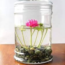 The lotus (nelumbo) is an aquatic plant with interesting leaves and stunning flowers.it's most commonly grown in water gardens.it is very invasive, so care has to be taken when growing it, or it will quickly take over its environment.keep reading to learn more lotus plant information, including lotus plant care and how to grow a lotus plant. Beautytalk Seeds Mini Lotus Seeds Water Seed Lotus Flower Seeds Hardy Perennial Aquatic Plants Bonsai Lotus Seed Pond Seed Indoor Plants Buy Online In Azerbaijan At Desertcart 158467065