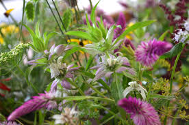 As gardeners, we can do our part to help keep these important pollinators well fed. Florida Native Bee Balm With Edible Amaranth Grain Flowers Native Floral Arrangements Florida Native Plants Florida Flowers Und Native Plants