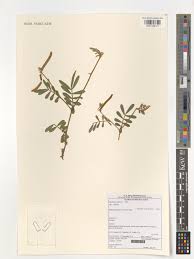 Image result for Tephrosia uniflora