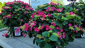 Hydrangea Cherry Explosion Incredible Highly Reliable Hardy Colorful Tested Performer Youtube