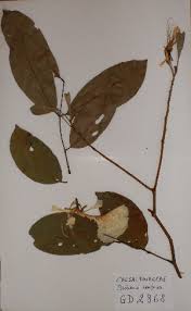 Image result for Berlinia orientalis