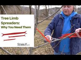 Open trees have better fruit color. Fruit Tree Care Using Tree Limb Spreaders Youtube