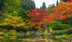 Image result for Tinnea rhodesiana