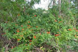 Image result for Tecoma capensis