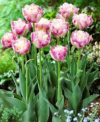 Tulip Sweet Desire Flower Bulbs From Bakker Spalding Garden Company Garten Ideen Blumen Garten