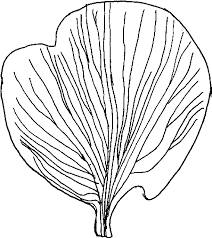 Image result for Neorautanenia ficifolia