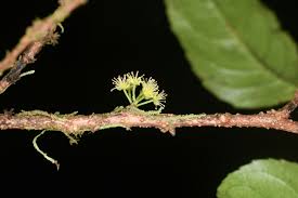 Image result for Vincetoxicum apiculatum