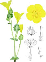 Image result for Sebaea microphylla