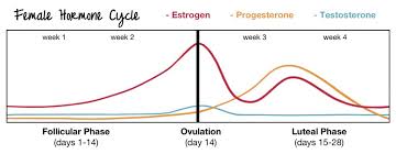 understanding the female cycle how to seed cycle