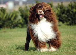 Somos criadores de cão de água português ou cão d'água português. Cao De Agua Portugues Clube Portugues De Canicultura