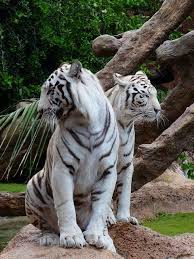 Tak heran jika banyak yang menyebut meong congkok adalah anak macan, karena memang motifnya mirip seperti macan. Wahyu Putro Wahyuputro2020 Profil Pinterest
