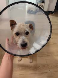 Henio opuszcza dom...