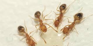Mostly, we deal with them in sites where people sleep: Pest Control Blog Port Richey Fl Greentec Pest Control