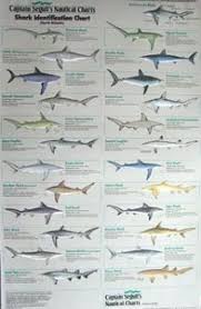 charts maps shark identification poster