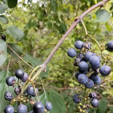 Image result for Vitaceae