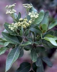 Image result for Heteromorpha