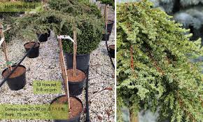 The nana is a dwarf japgarden juniper. Juniperus Communis Greenmantle Greenmantle Common Juniper Half Standard Garden Plants Online